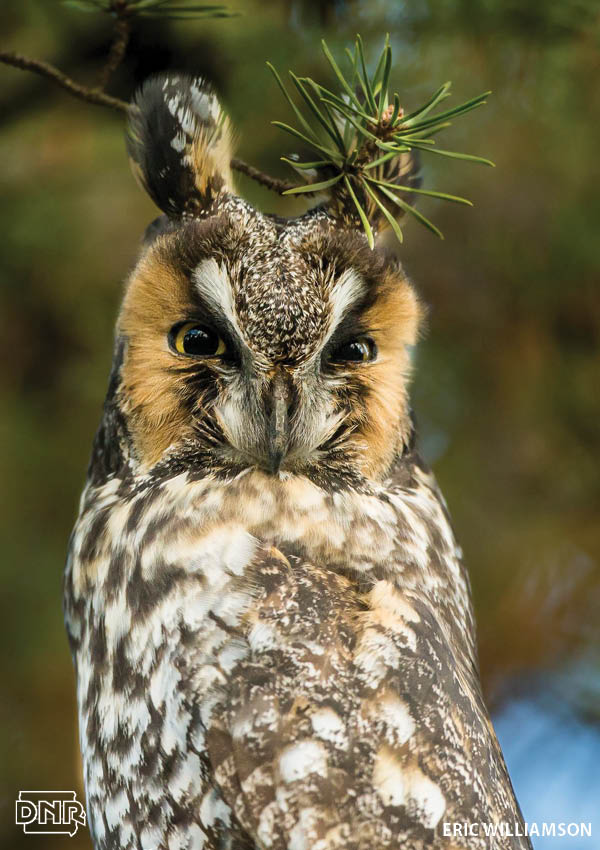 How to identify a long-eared owl and other Iowa owls | Iowa DNR